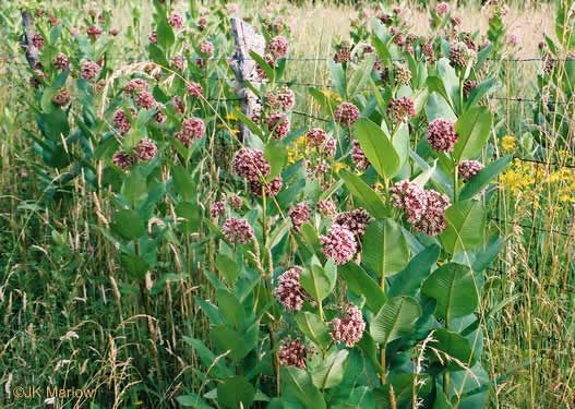 image of Asclepias syriaca, Common Milkweed