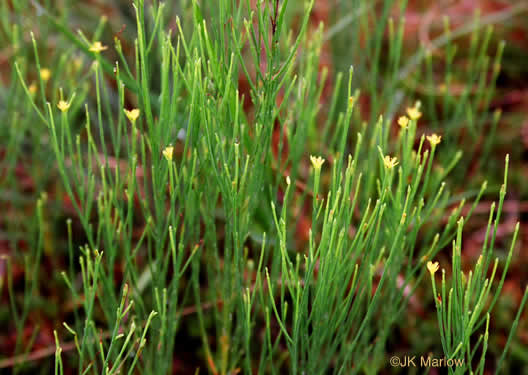 image of Hypericum gentianoides, Pineweed, Orange-grass, Orangeweed