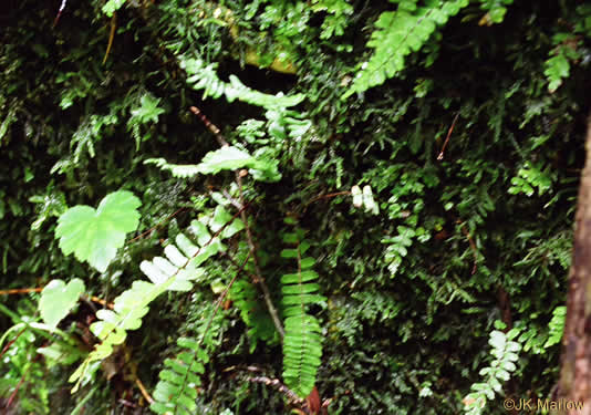 image of Asplenium monanthes, Single-sorus Spleenwort, One-sorus Spleenwort