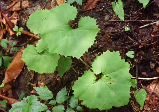 image of Arnoglossum reniforme, Great Indian-plantain