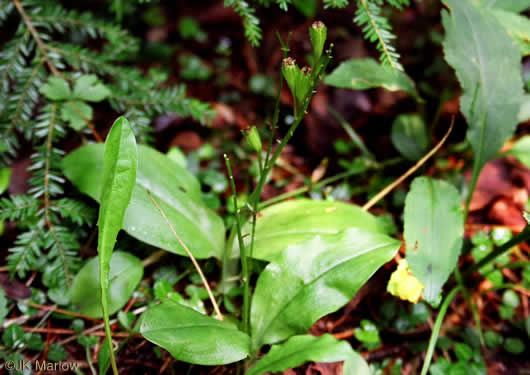 image of Liparis liliifolia, Lily-leaf Twayblade, Large Twayblade, Purple Twayblade, Brown Wide-lip Orchid