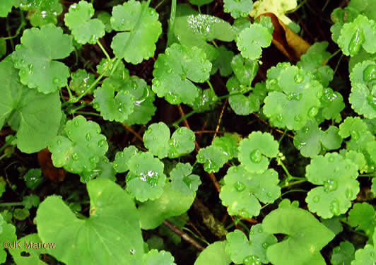 image of Hydrocotyle americana, American Water-pennywort