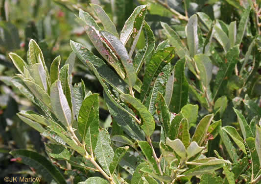 image of Salix humilis, Upland Willow, Prairie Willow