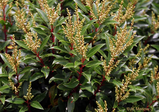 image of Pieris floribunda, Evergreen Mountain Fetterbush, Mountain Andromeda