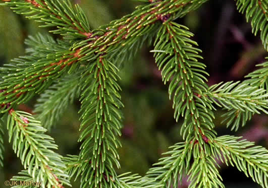 Picea rubens, Red Spruce, He Balsam