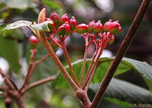 image of Viburnum lantanoides, Witch Hobble, Moosewood, Hobblebush, Tangle-legs