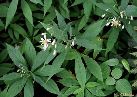 image of Eurybia chlorolepis, Blue Ridge White Heart-leaved Aster, Mountain Wood-aster