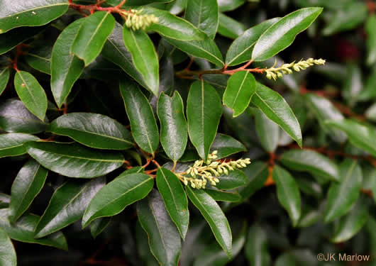 image of Pieris floribunda, Evergreen Mountain Fetterbush, Mountain Andromeda