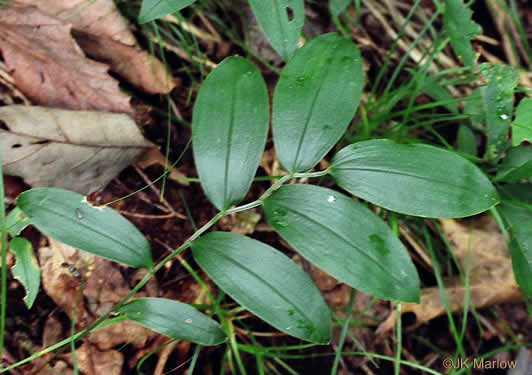 Mountain Bellwort