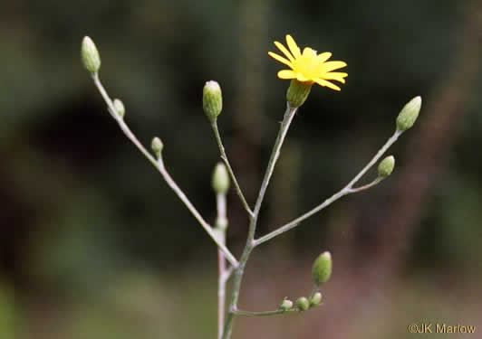 image of Pityopsis nervosa, Common Silkgrass, Grassleaf Goldenaster