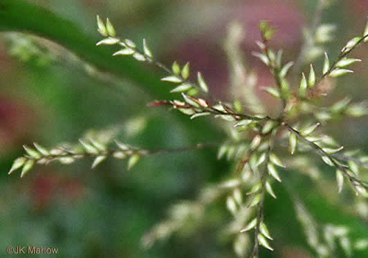 spikelet