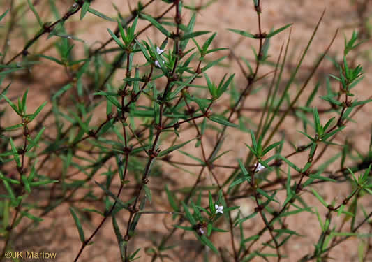 image of Hexasepalum teres, Poor-joe, Rough Buttonweed