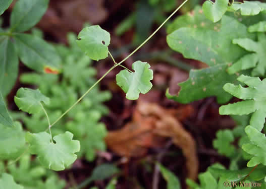 image of Lygodium palmatum, American Climbing Fern