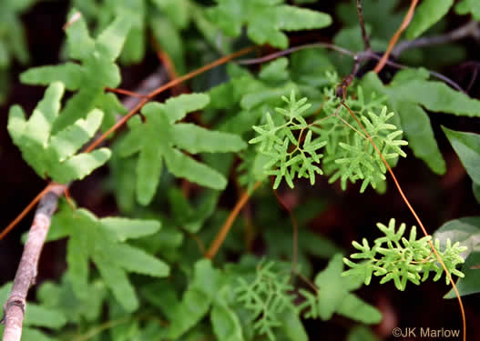 image of Lygodium palmatum, American Climbing Fern