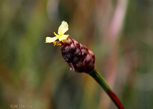 image of Xyris jupicai, Richard's Yellow-eyed-grass