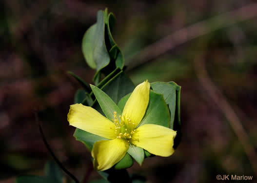 image of Hypericum crux-andreae, St. Peter's-wort, St. Andrew's Cross, St. Peter's Cross