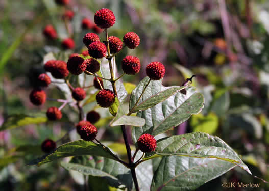 image of Cephalanthus occidentalis, Buttonbush