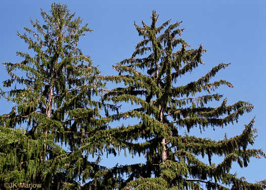 image of Picea abies, Norway Spruce