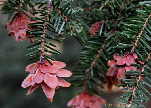 image of Tsuga caroliniana, Carolina Hemlock, Crag Hemlock