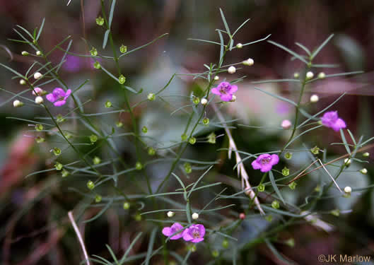 image of Agalinis tenuifolia, Common Gerardia, Slenderleaf Agalinis, Slender False Foxglove, Slender Gerardia