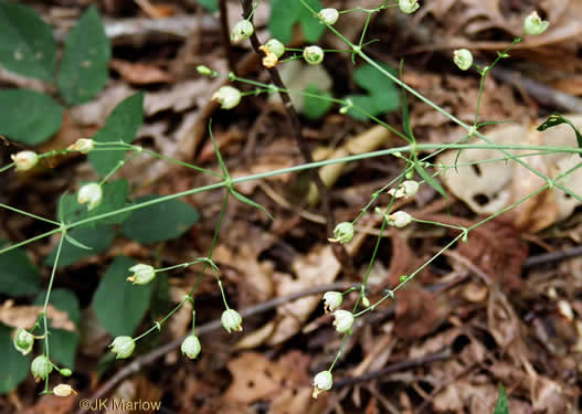 image of Silene stellata, Starry Campion, Widow's-frill