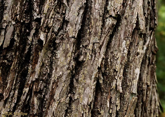 image of Carya glabra, Pignut Hickory