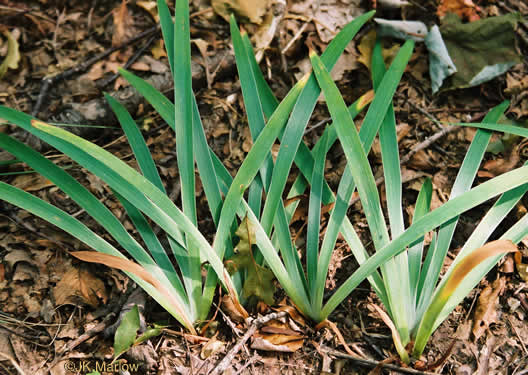 image of Iris verna var. smalliana, Upland Dwarf Iris, Upland Dwarf Violet Iris