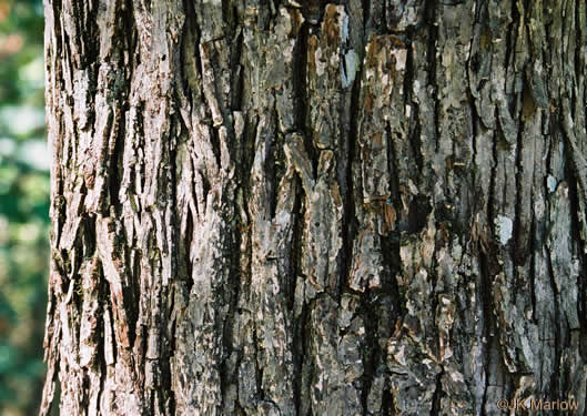 image of Carya ovalis, Red Hickory, Sweet Pignut Hickory