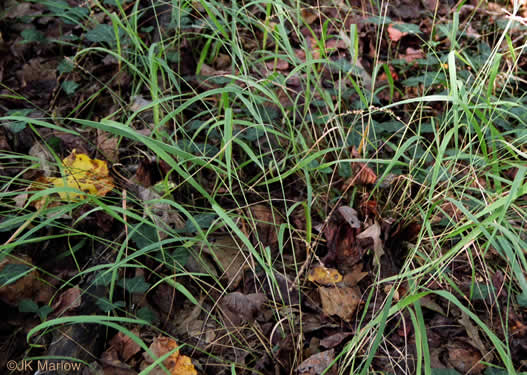 image of Chasmanthium laxum, Slender Woodoats, Slender Spikegrass