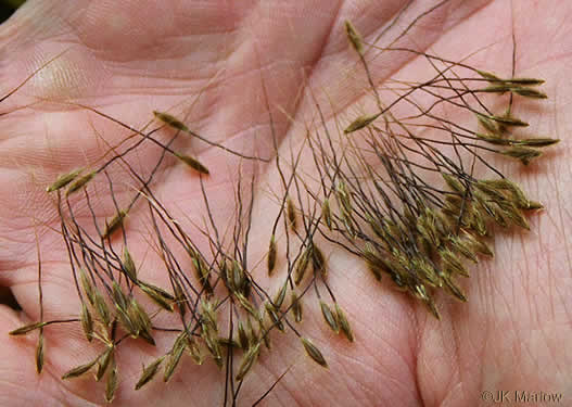 image of Sorghastrum elliottii, Elliot's Indiangrass, Slender Indiangrass, Nodding Indiangrass