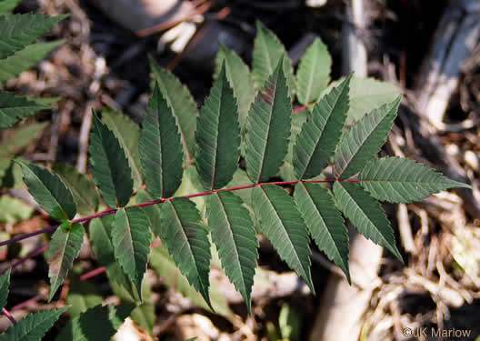 Rhus glabra, Smooth Sumac, Common Sumac