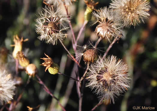 image of Pityopsis nervosa, Common Silkgrass, Grassleaf Goldenaster