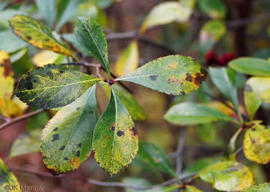 image of Crataegus crus-galli var. crus-galli, Cockspur Hawthorn