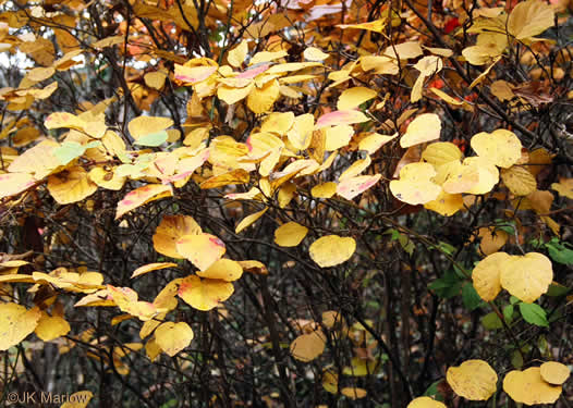 image of Fothergilla major, Large Witch-alder, Mountain Witch-alder, Fothergilla