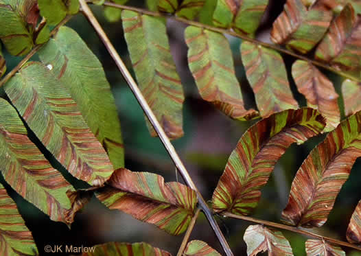 image of Osmunda spectabilis, American Royal Fern