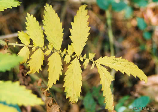 image of Agrimonia parviflora, Southern Agrimony, Small-flowered Agrimony, Harvestlice