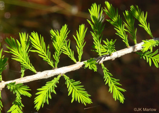 image of Taxodium ascendens, Pond Cypress