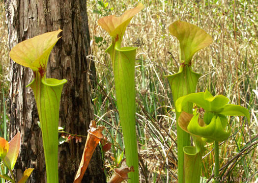 image of Sarracenia flava, Yellow Pitcherplant, Yellow Trumpet, Trumpets