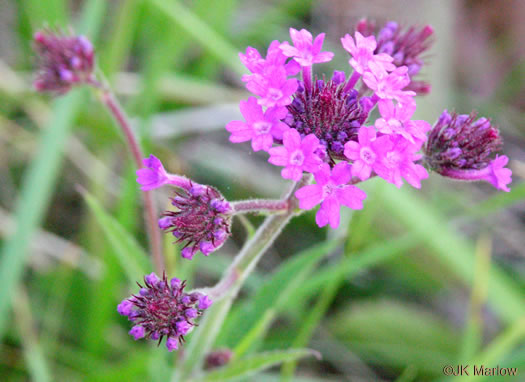 image of Verbena rigida, Stiff Verbena, Tuberous Vervain, Veiny Vervain