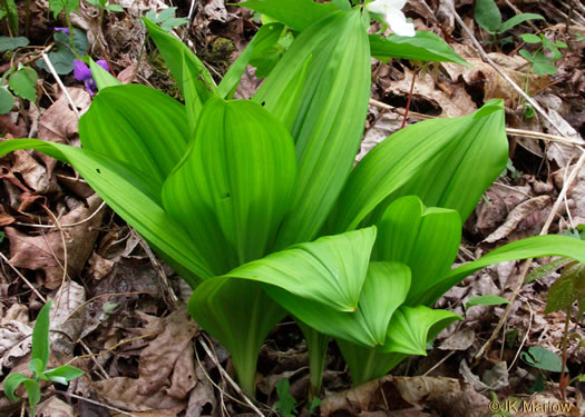 image of Melanthium parviflorum, Mountain Bunchflower, Small-flowered Hellebore, Small False Hellebore, Appalachian Bunchflower