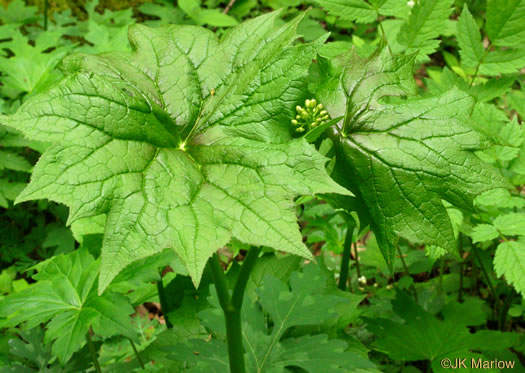 image of Diphylleia cymosa, Umbrella-leaf, Pixie-parasol