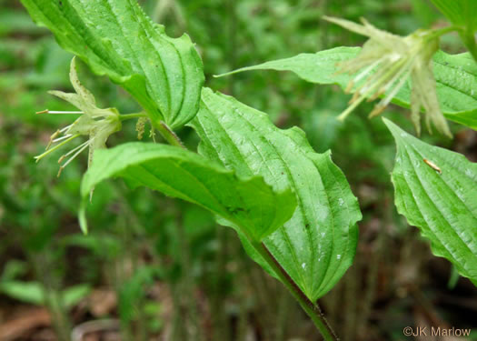 image of Prosartes maculata, Spotted Mandarin, Nodding Mandarin