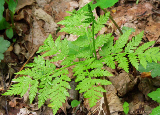 image of Botrypus virginianus, Rattlesnake Fern, Sang-find