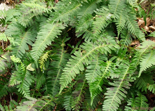 image of Polypodium appalachianum, Appalachian Rockcap Fern, Appalachian Polypody