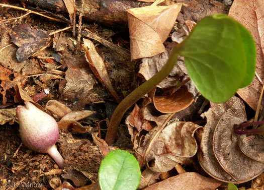 image of Hexastylis ruthii, Appalachian Little Brown Jug