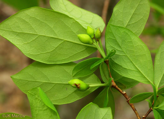 image of Dirca palustris, Eastern Leatherwood, Leatherbark, Wicopee, Rope-bark