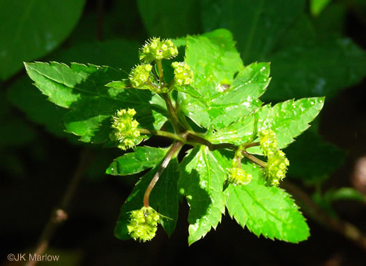 image of Sanicula canadensis var. canadensis, Canada Sanicle, Black Snakeroot, Canadian Black-snakeroot