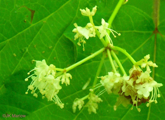 image of Viburnum acerifolium, Mapleleaf Viburnum, Maple-leaved Arrowwood, Dockmackie