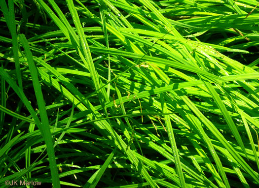 image of Carex prasina, Necklace Sedge, Drooping Sedge