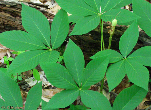 image of Aesculus sylvatica, Painted Buckeye